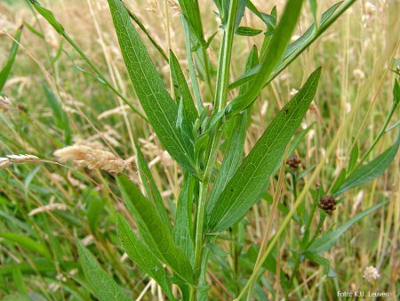 Foto 3: blad